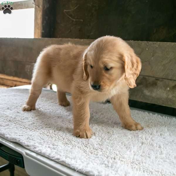 Jamie, Golden Retriever Puppy